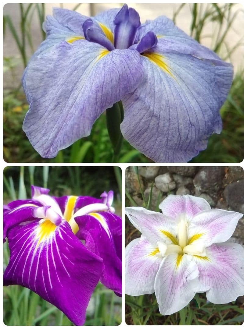 mugibuta 花菖蒲苗 白花とオマケ花菖蒲苗 120サイズ発送 Amazon.co.jp: 花菖蒲の苗 3苗 : DIY・工具・ガーデン